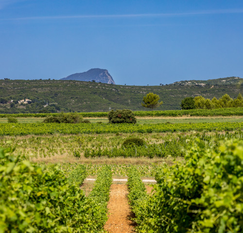 Vignes du Pic St Loup ©3M